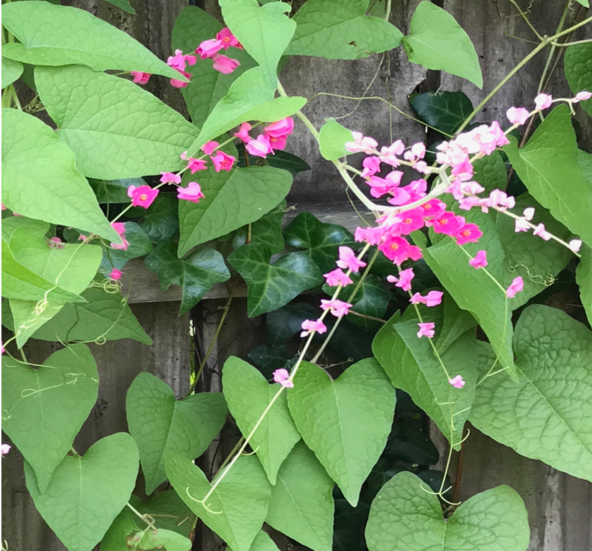Valentines St. Simons Island