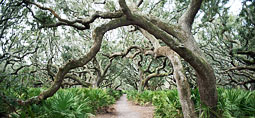 Cumberland Island