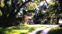 SAPELO HOMESTEAD/PHOTO BY SANDY JONES