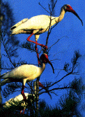 SWAMPBIRDS