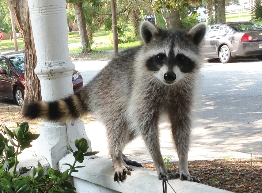St. Simons Island, Tides