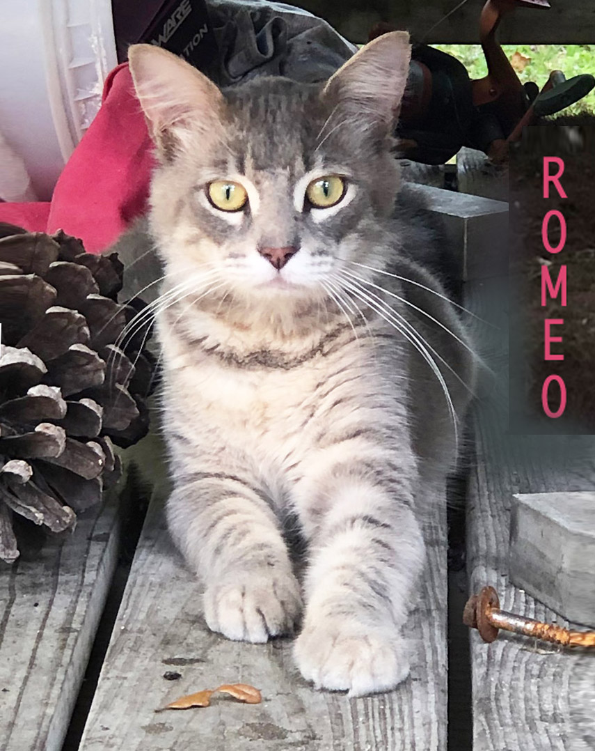 St. Simons Island Coast Tide Tables