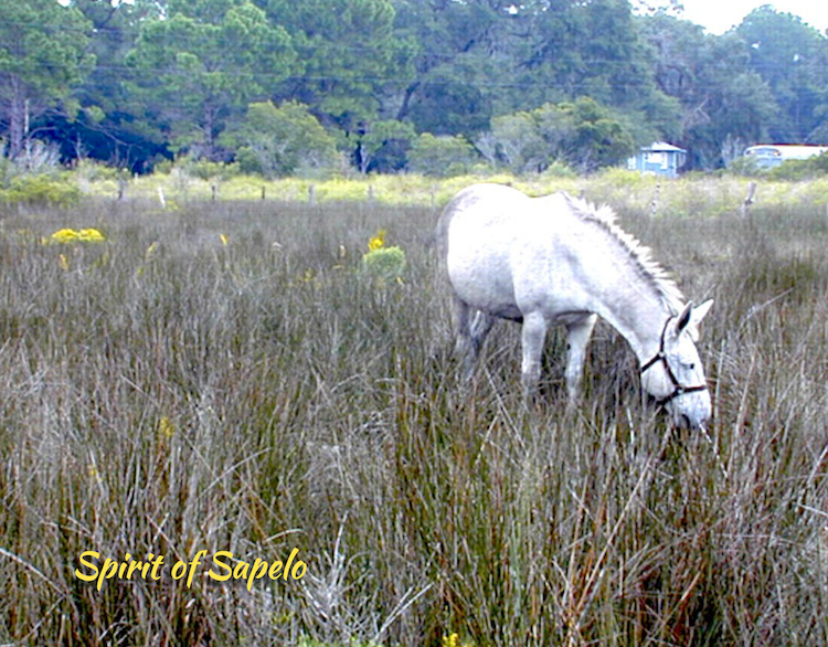 Sapelo Mule