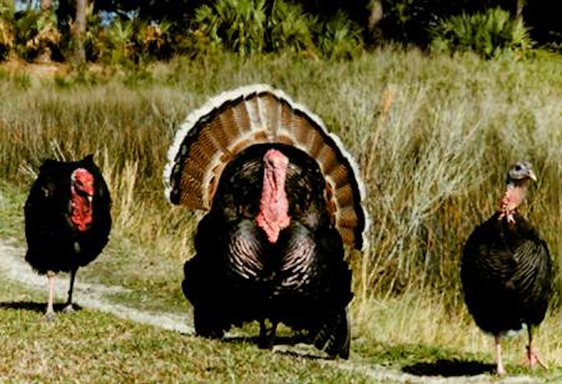 TURKEY TIME LSSI